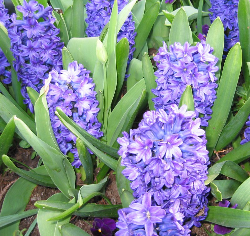 Index of /FloraData/1001/Images/Liliaceae
